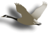 Captcha image 9989